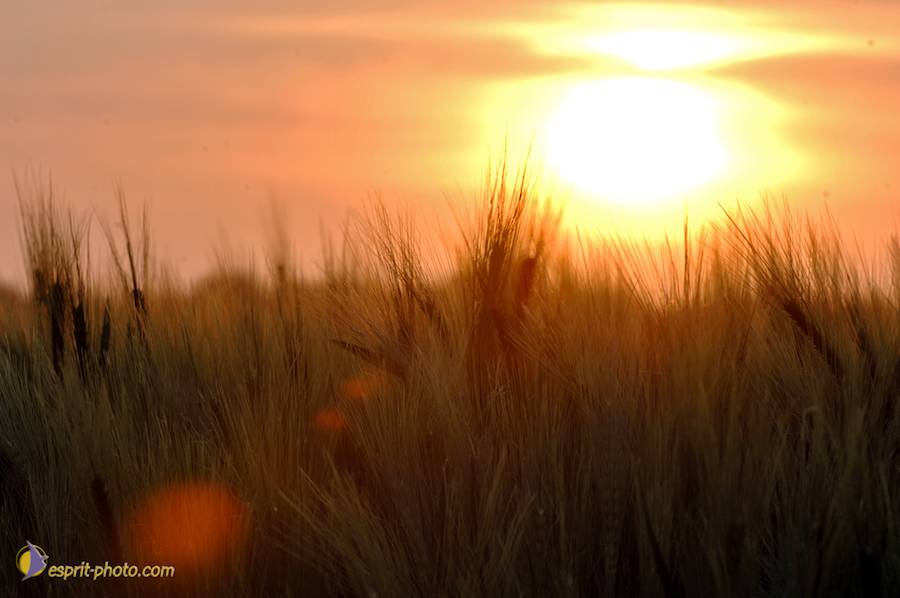 Nom de l'image : D2225140_1_(c)Norbert-JUNG — Description :